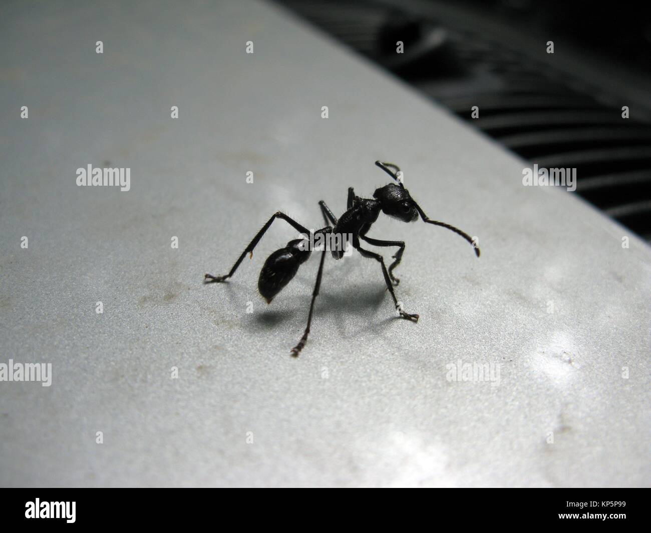 The bullet ant or ant 24, (Paraponera clavata), is named for the intense pain generated by its bite, compared to that of a bullet. Paraponera clavata Stock Photo