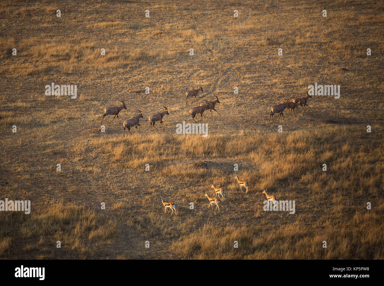 A herd of topi antelope and Thompsons gazelle graze together on the ...