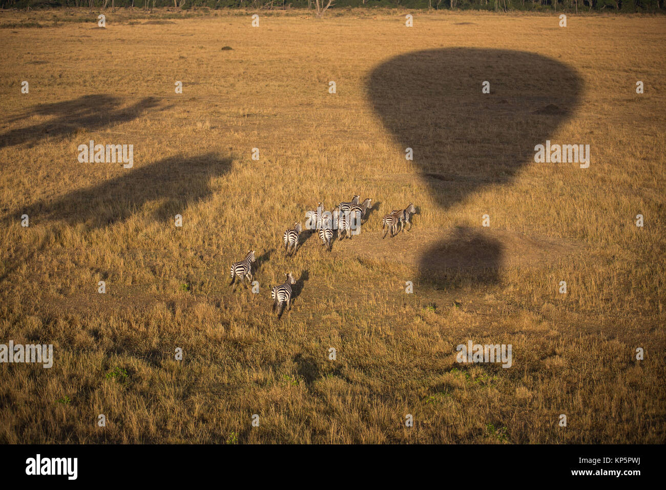 The shadow of a Governors Balloon Safari hot air ballon is seen in front of a group of Burchells zebra grazing near the Mara River at the Masai Mara National Reserve October 2, 2015 in Masai Mara, Kenya.  (photo by Stuart Price/Make It Kenya via Planetpix) Stock Photo