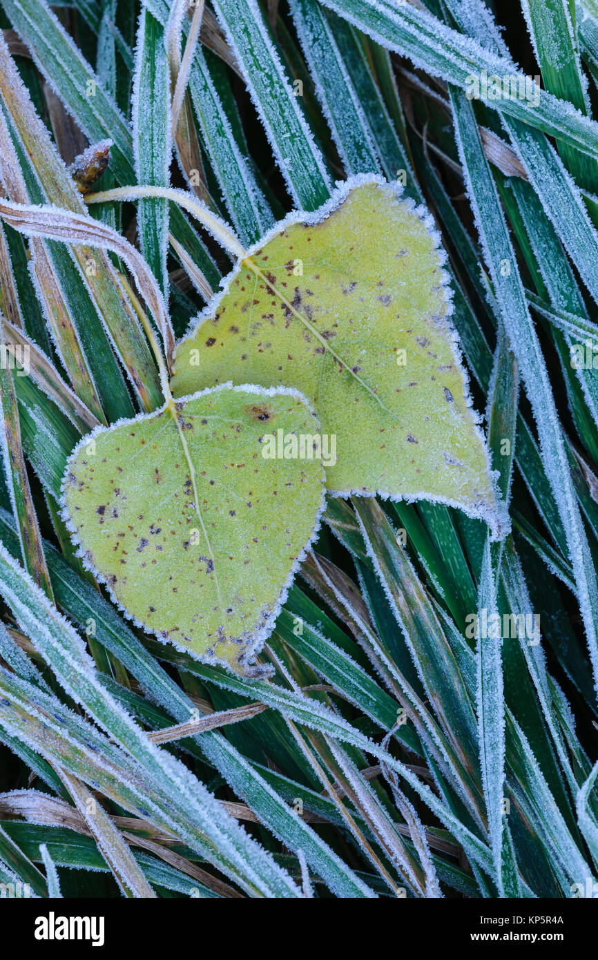 leaves of a aspen in autum with soft rime, hoar frost Stock Photo