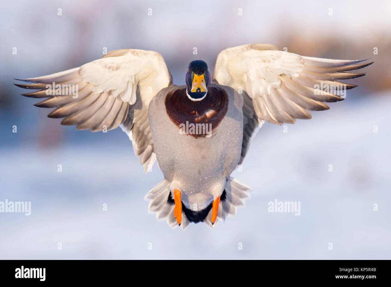 Stockente im Flug, mallard in flight Stock Photo