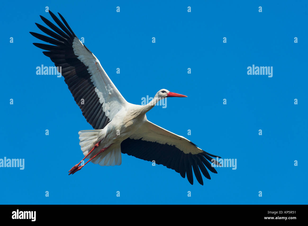 Fliegender Weissstorch, white stork in flight Stock Photo