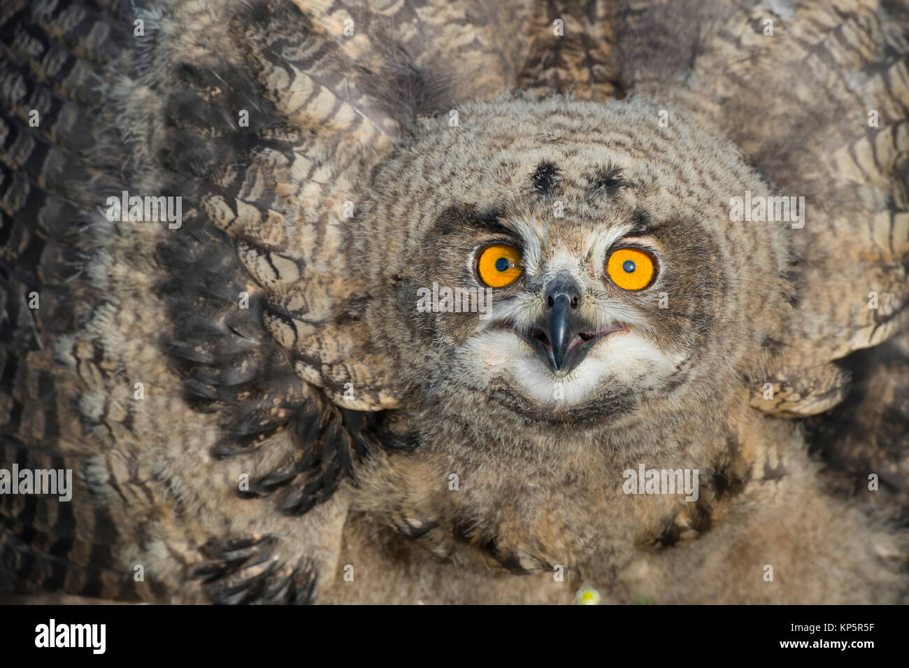Junger Uhu, young eagle-owl Stock Photo