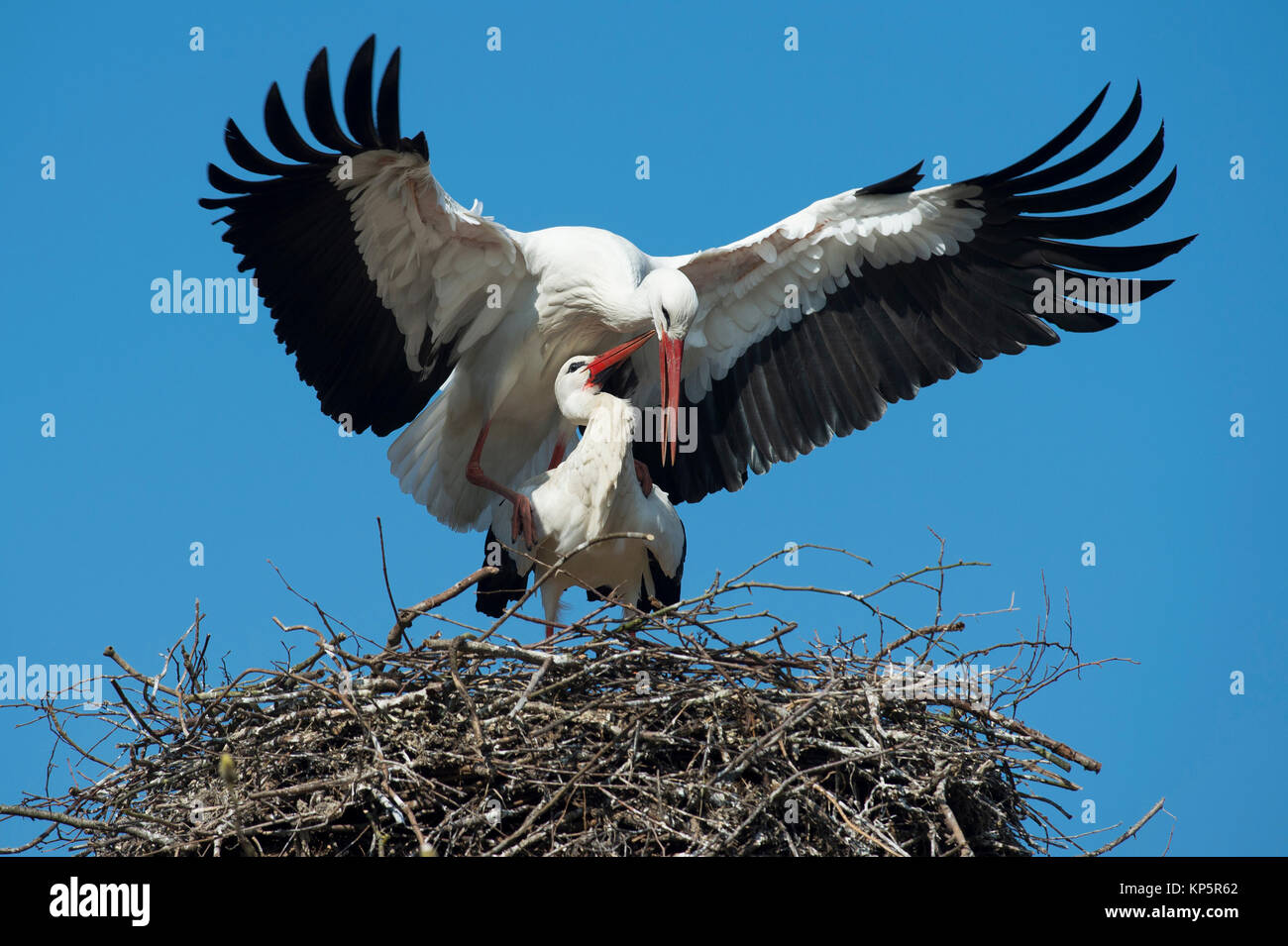 Weissstoerche bei Paarung, White storks mateing Stock Photo