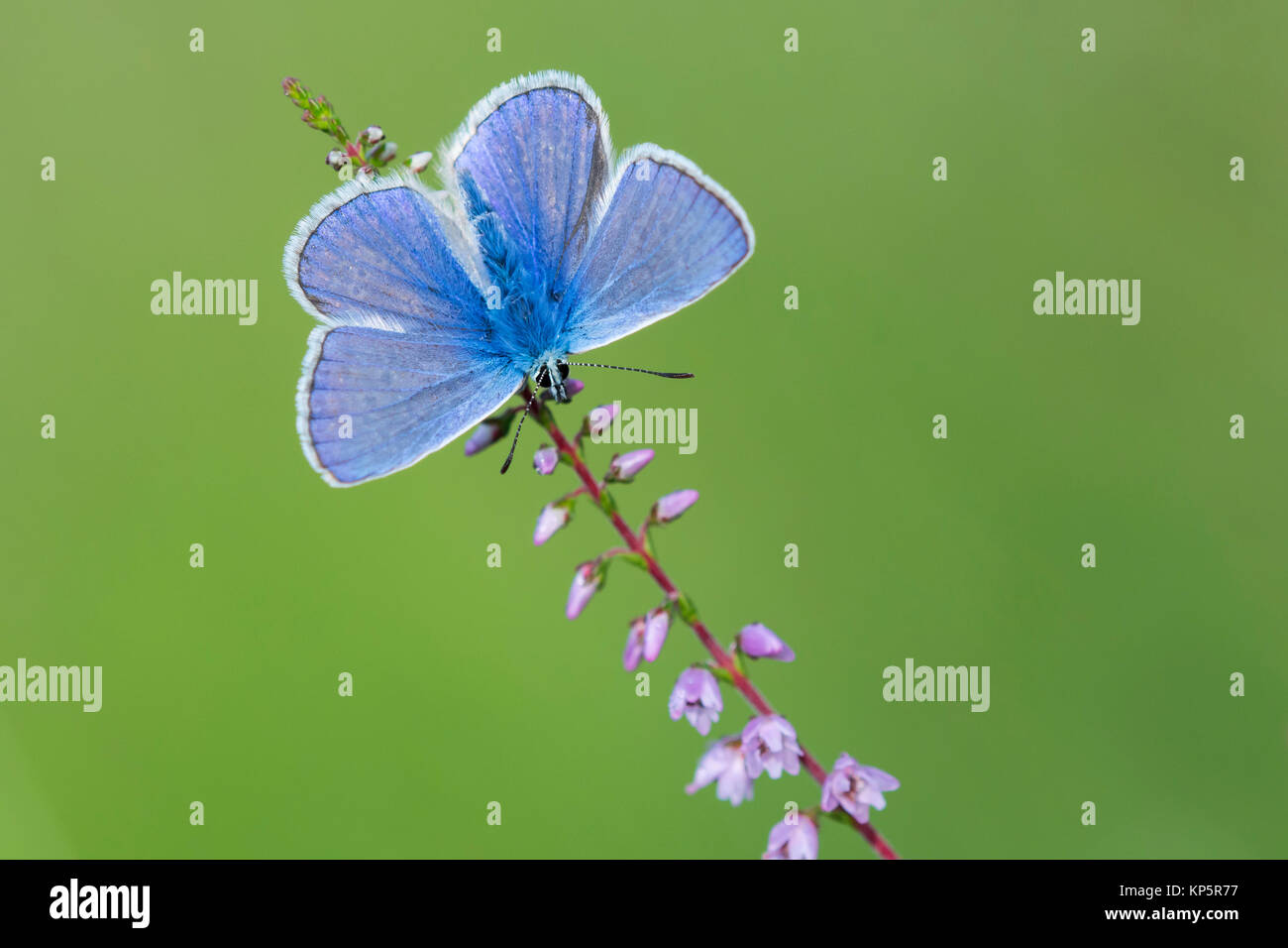 Hauhechel-Blaeuling, Common Blue Butterfly Stock Photo