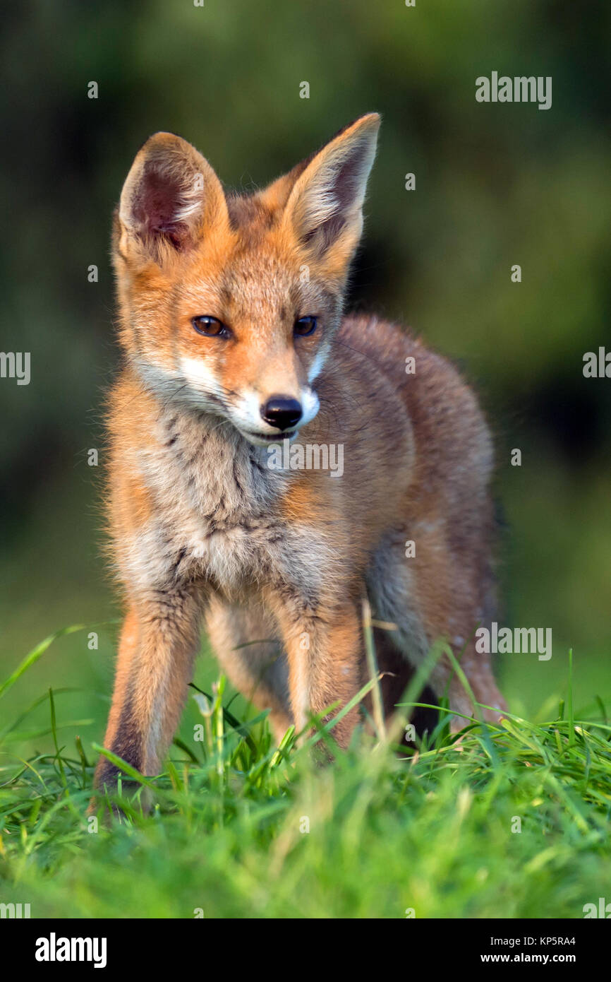young red fox, Vulpes vulpes Stock Photo