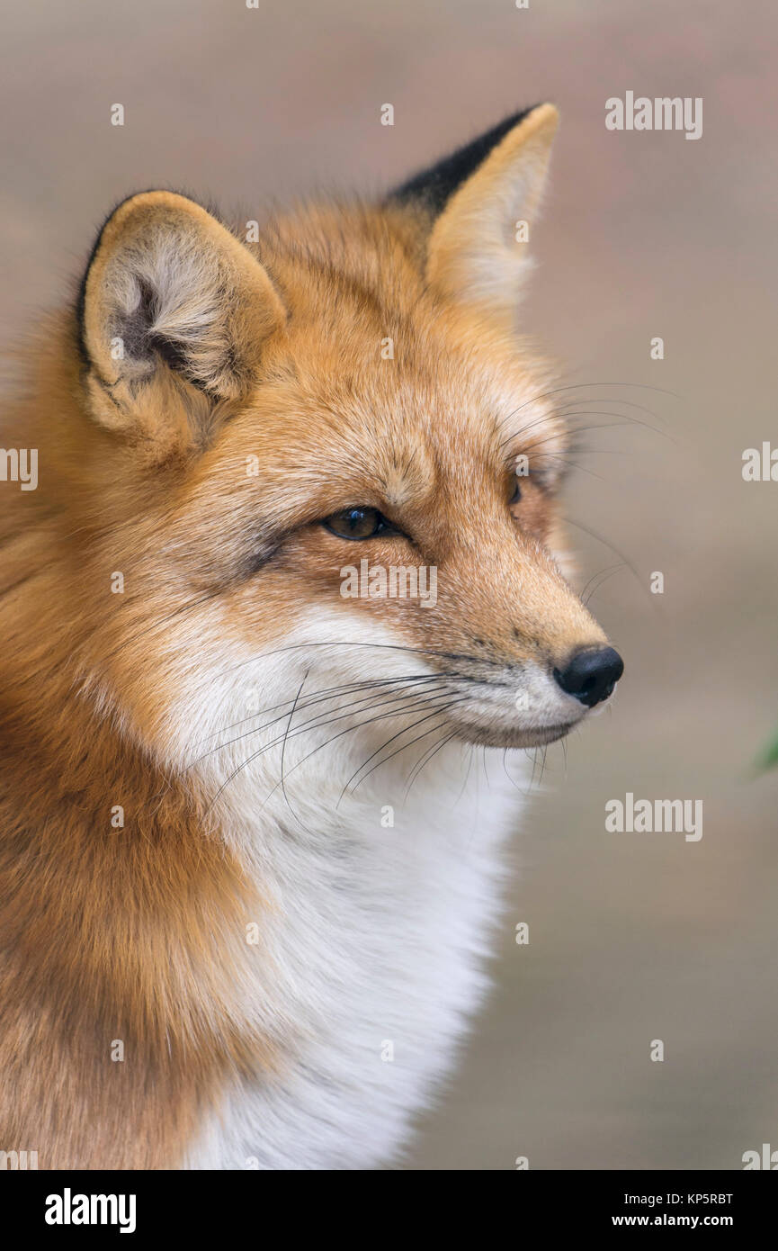 Junger Fuchs, young red fox, Vulpes vulpes Stock Photo
