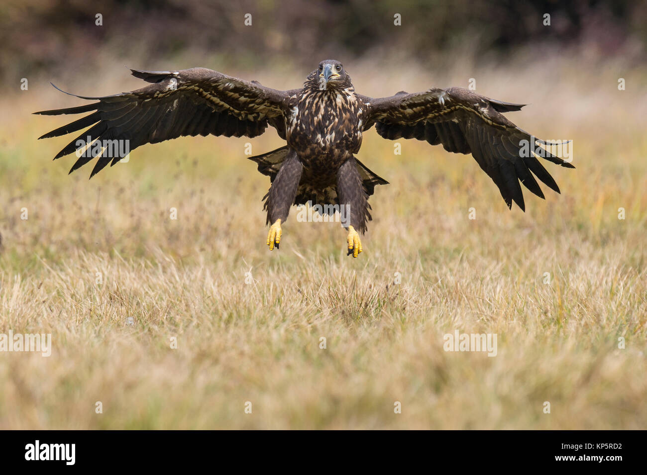 Seeadler im Flug, Sea eagle in flight Stock Photo