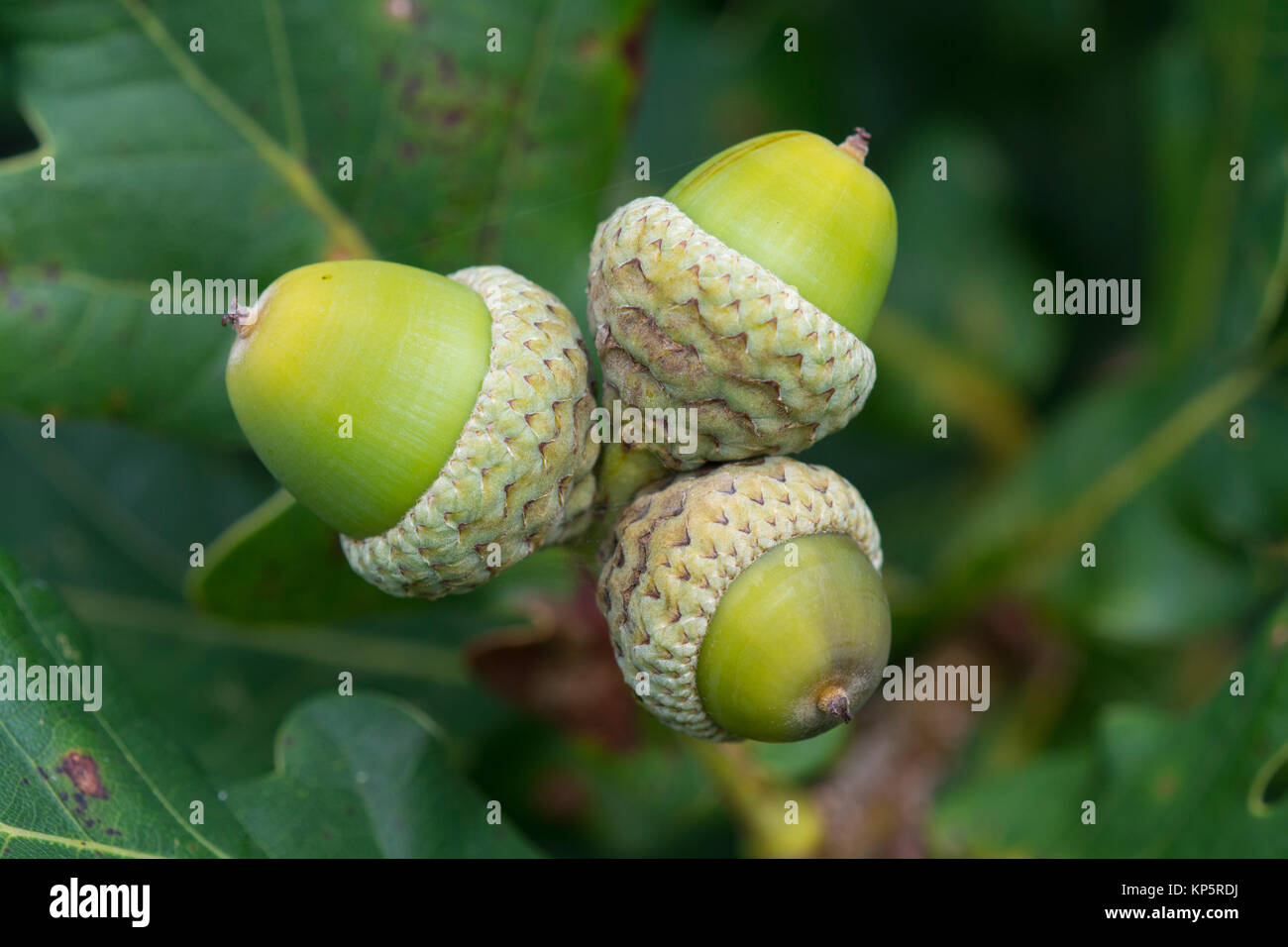 Three Acorns High Resolution Stock Photography and Images - Alamy