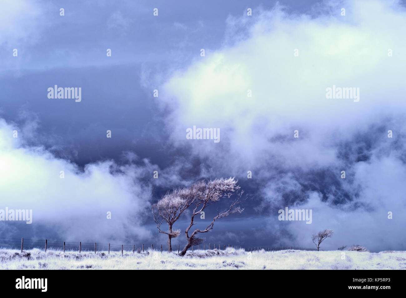 Sweeped Tree infrared picture of a lone wind swept tree against a cloudy sky at ...