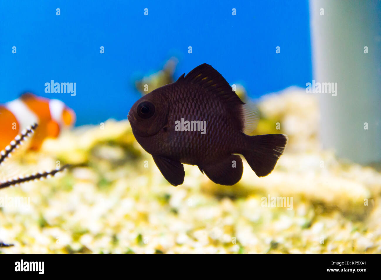 Black aquarium fish dascyllus in salt water Stock Photo