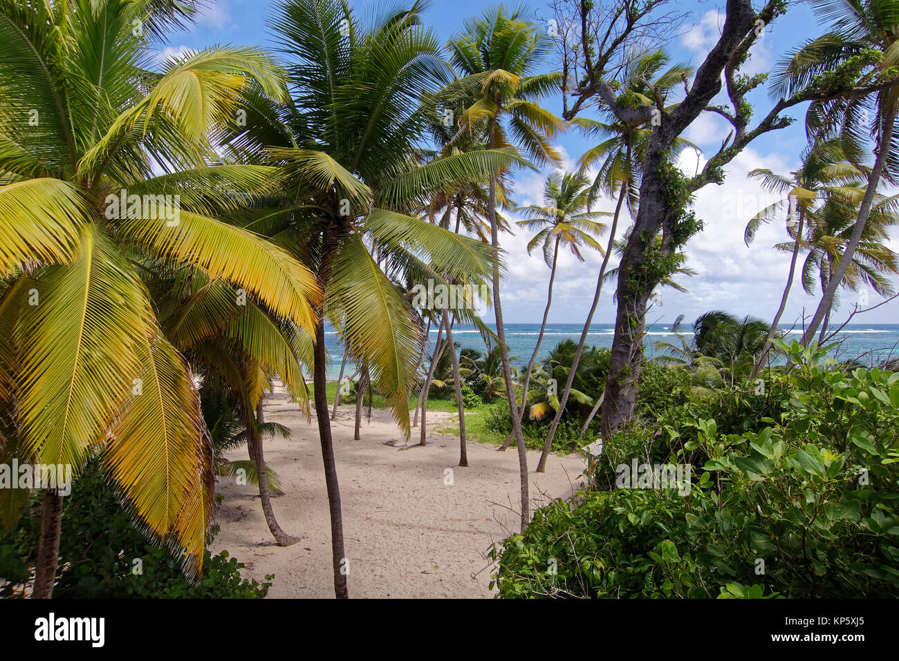 Anse Michel Beach near Cap Chevalier - Sainte Anne - Martinique - FWI Stock Photo
