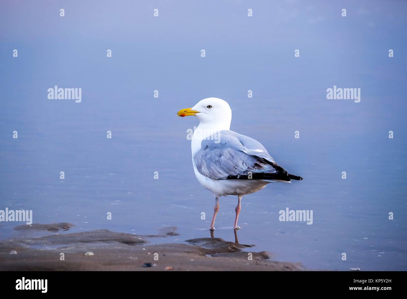 Seagull at the beach of Scheveningen, The Hague, The Netherlands, Europe Stock Photo - Alamy Seagull at the beach of Scheveningen, The Hague, The Netherlands, Europe Stock Photo - Alamy