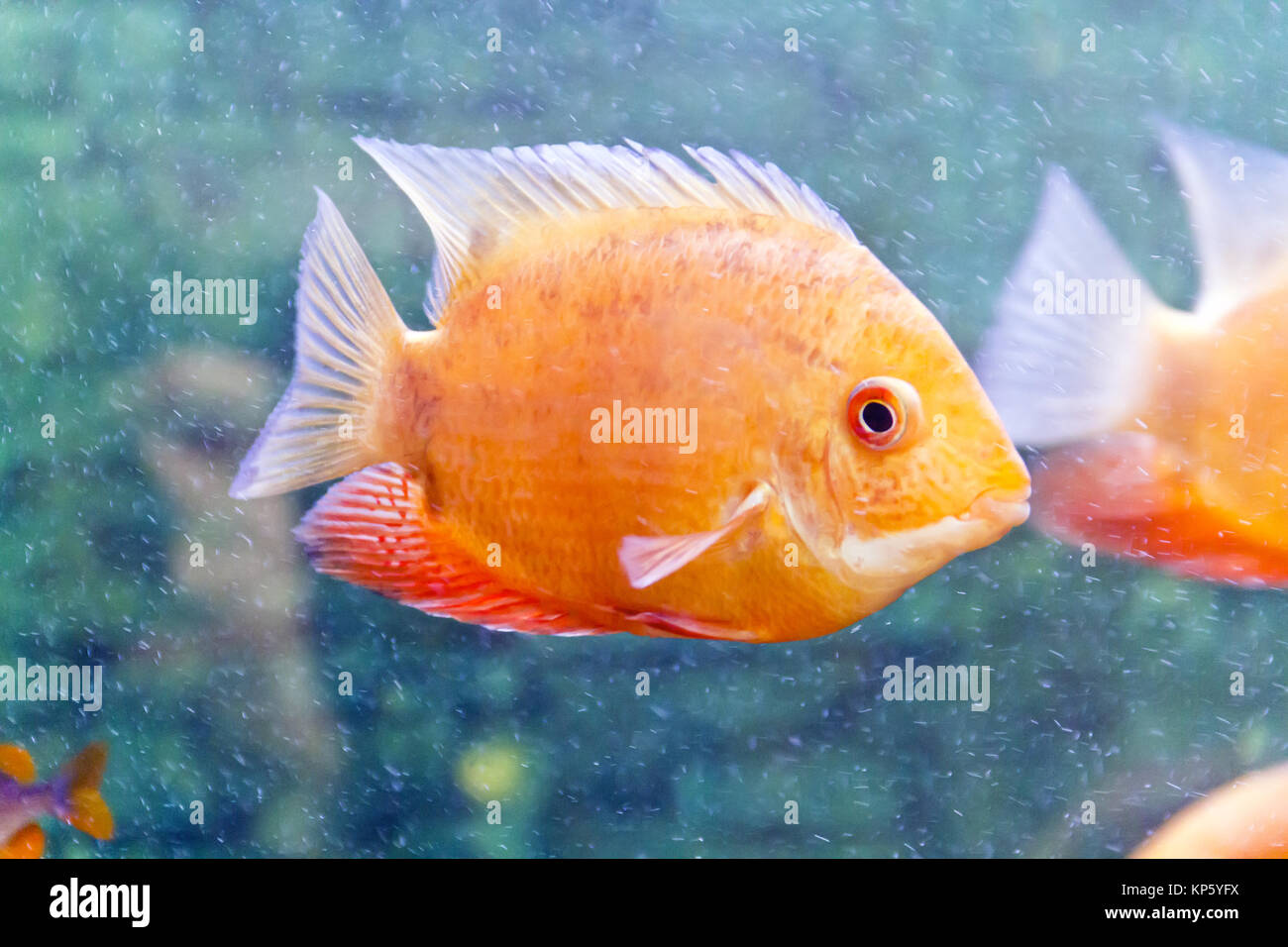 Photo of fish cichlasoma severum red pearl in aquarium Stock Photo