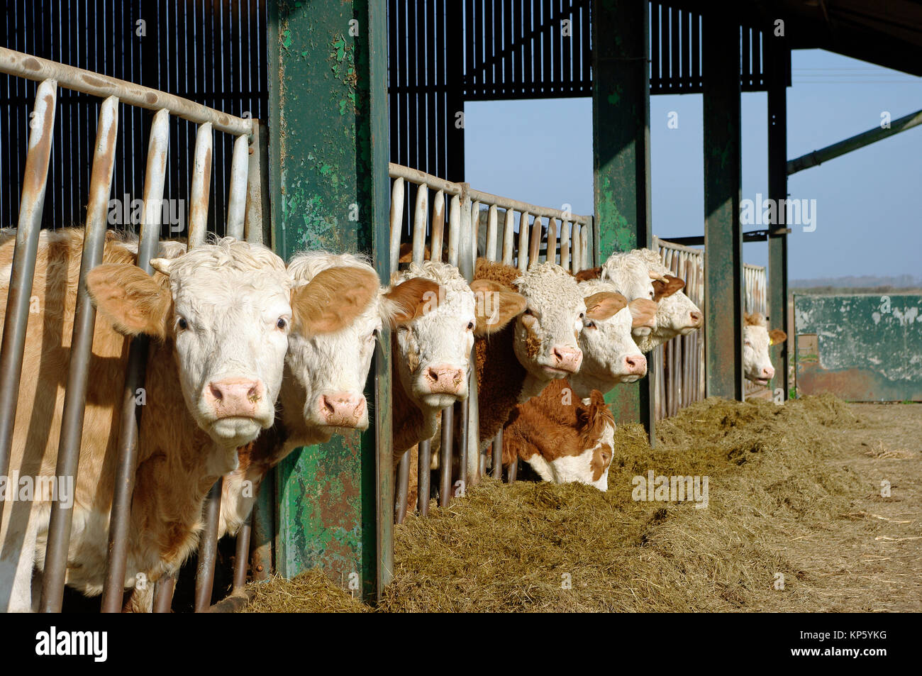 Cattle Feeding Stock Photo