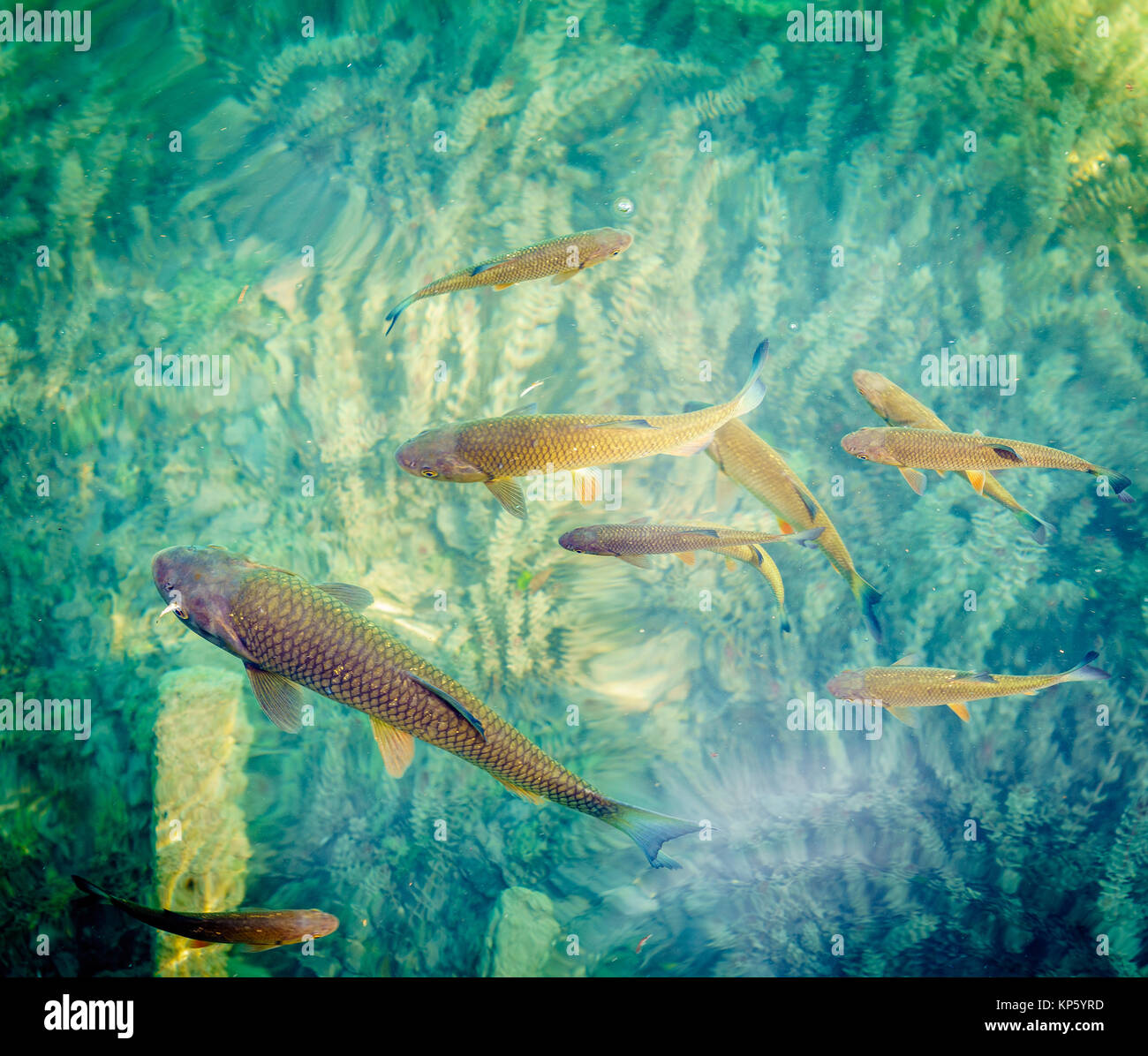 Fish swimming in clear lake waters in Plitvice Lakes National Park Stock Photo Alamy
