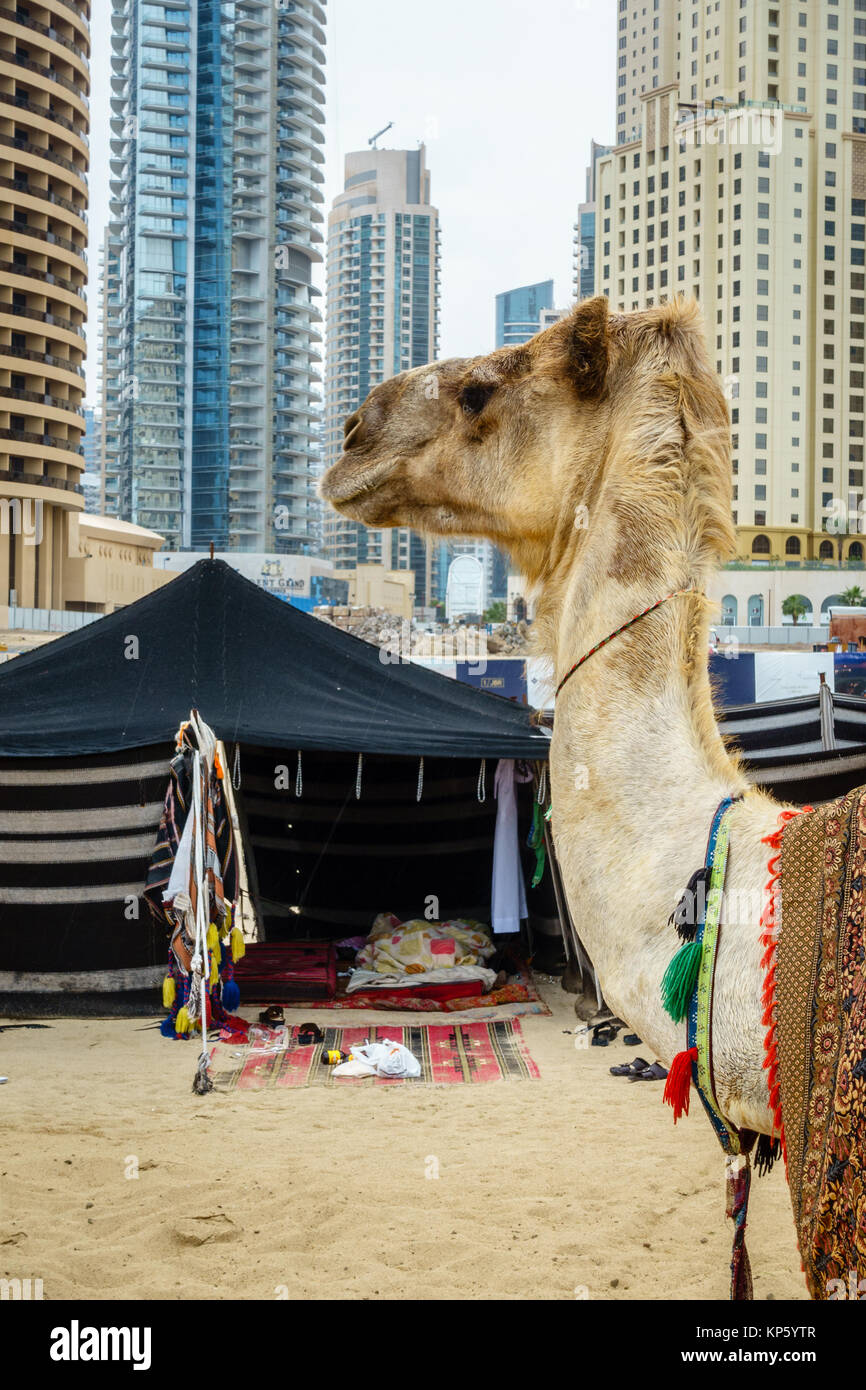 Camel on the Beach at Jumeirah Beach Residence in Dubai Stock Photo