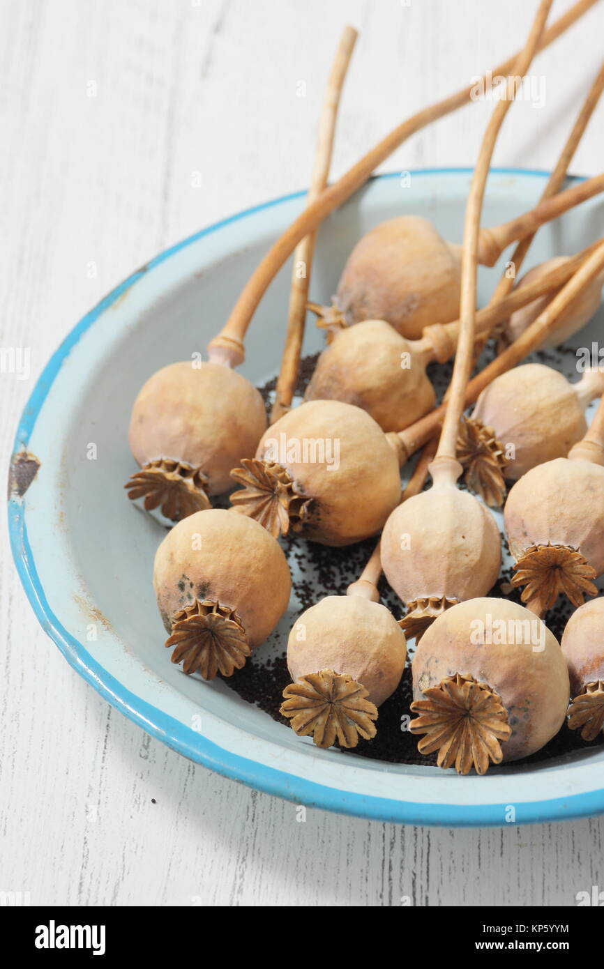 Collecting seeds from the dried seed heads of ornamental opium poppies