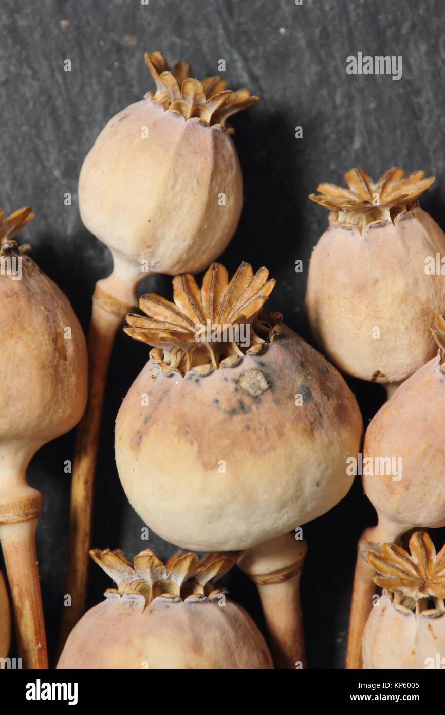 Dried seed heads of ornamental opium poppy (Papaver somniferum), harvested from an English garden, displayed on dark slate background, UK Stock Photo
