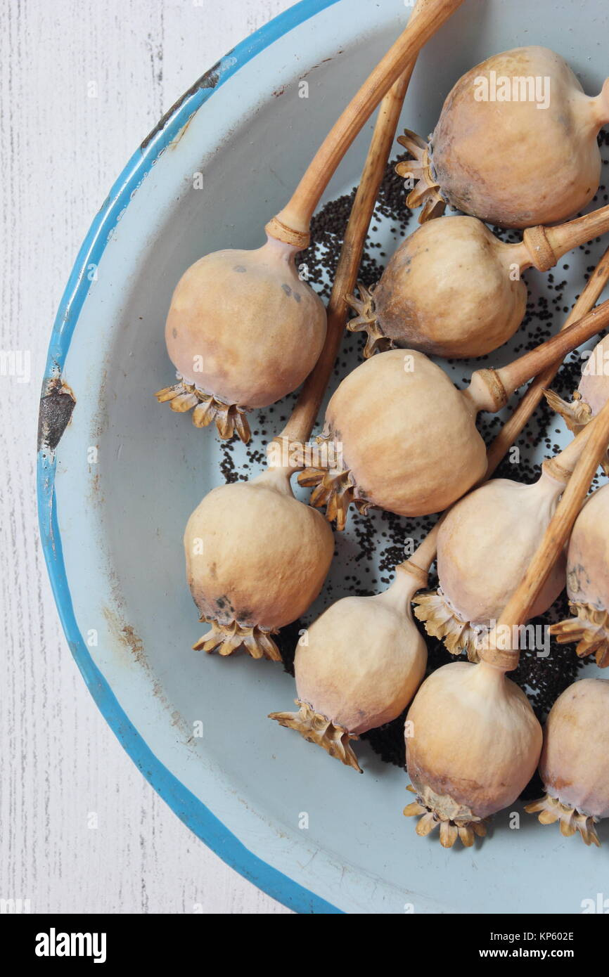Collecting seeds from the dried seed heads of ornamental opium poppies
