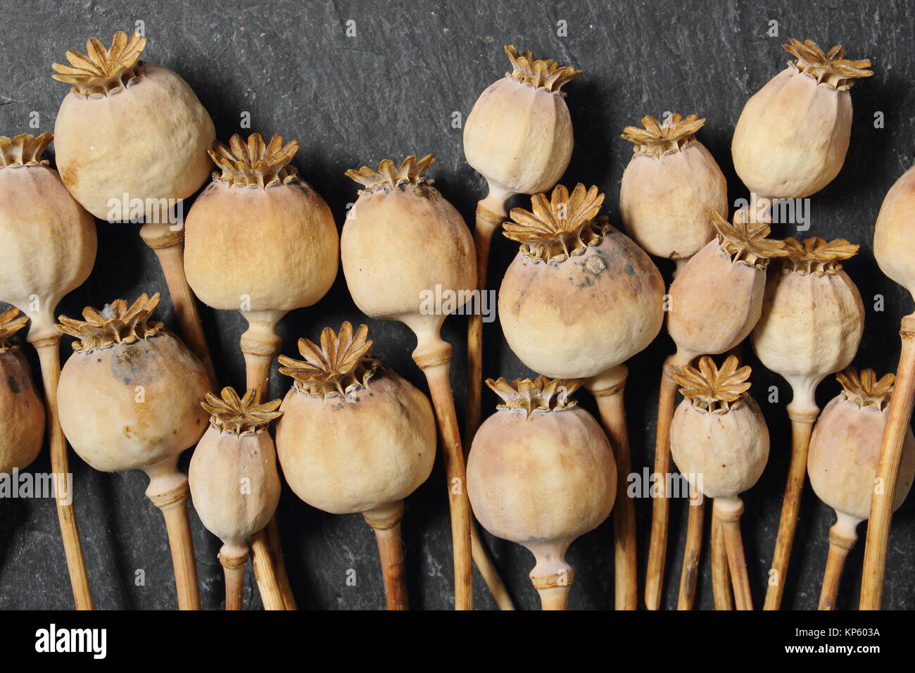 Papaver somniferum dried hi-res stock photography and images - Alamy