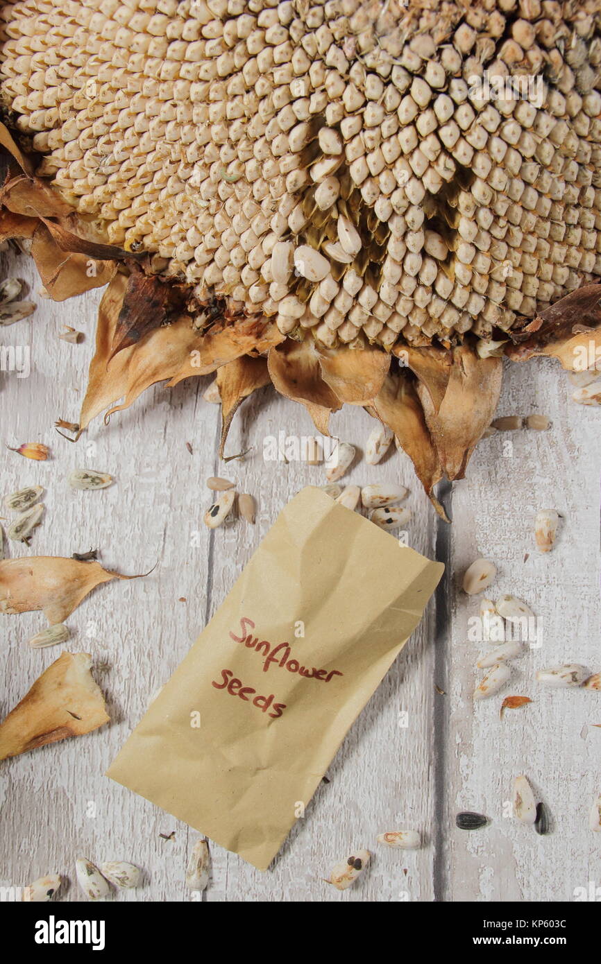 Helanthus annuus russian giant hires stock photography and images Alamy