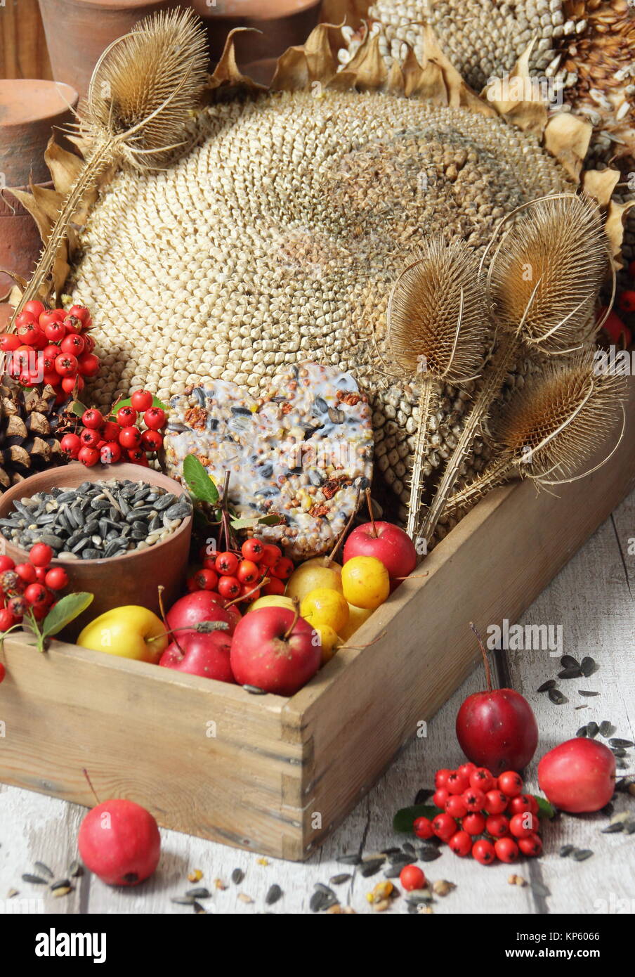 Bird food buffet ingredients including crab apples, sunflower seeds, teasel seed heads, pyracantha berries and a suet cake  gathered in a wooden tray Stock Photo