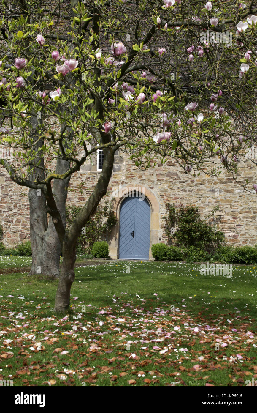 magnolia in front of church in fuhlen Stock Photo