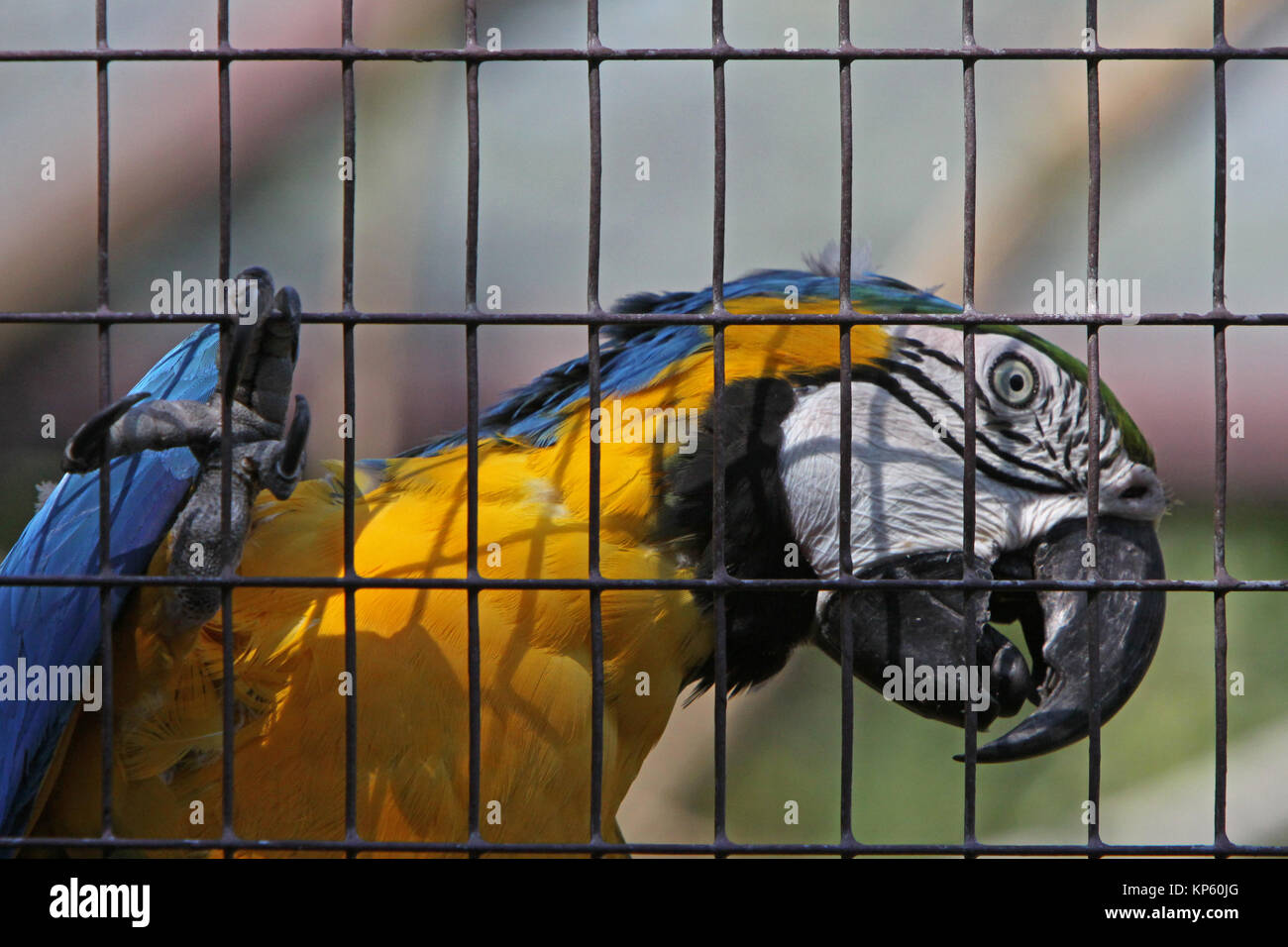 gelbbrustara in a cage Stock Photo