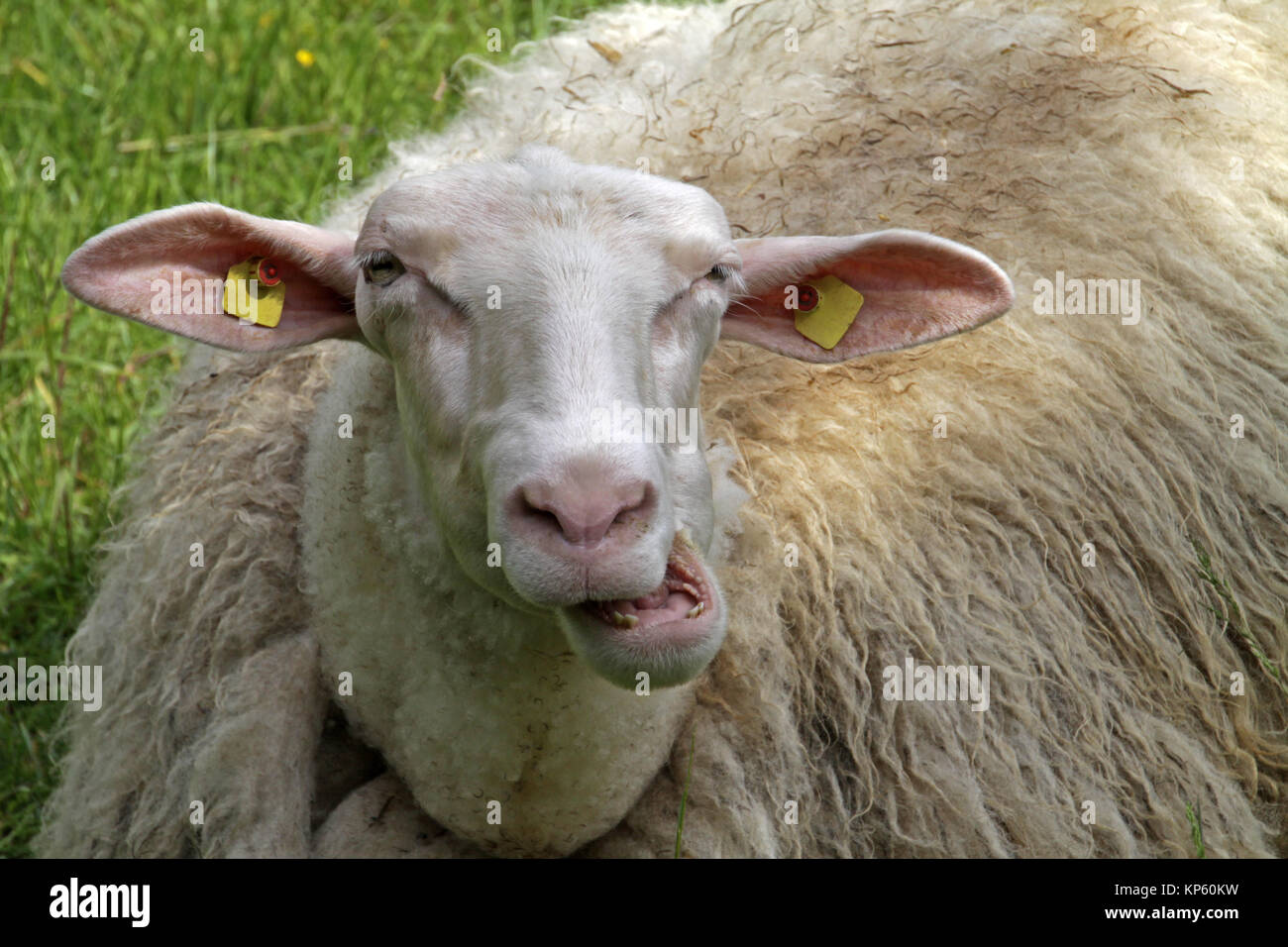 munching sheep in a meadow lying Stock Photo