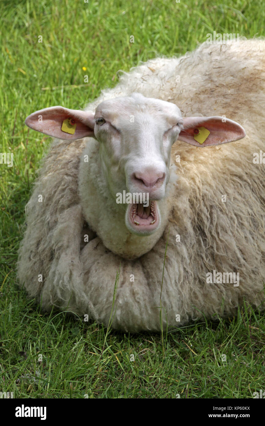 munching sheep in a meadow lying Stock Photo