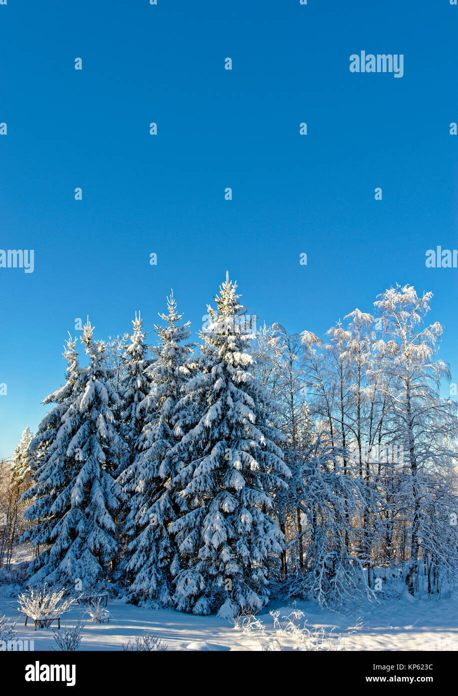 Landscape snow covered fir trees hi-res stock photography and images ...