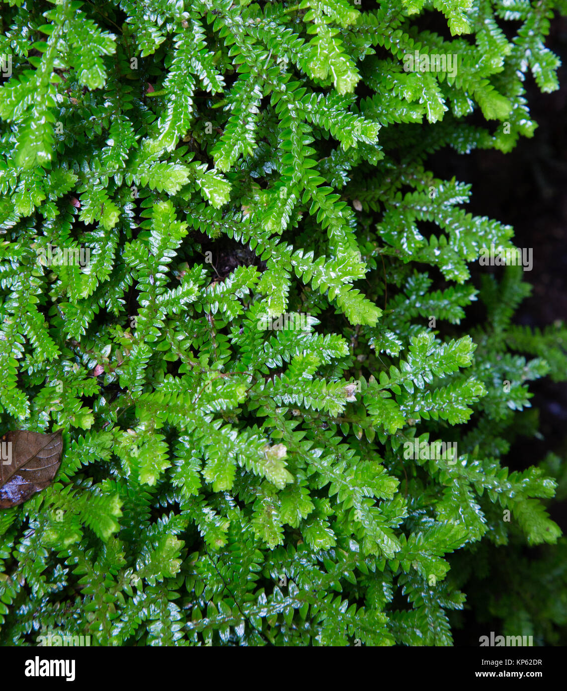 Lush growth of plagiothecum moss growing in wet tropical forest near Arenal in Costa Rica Stock Photo