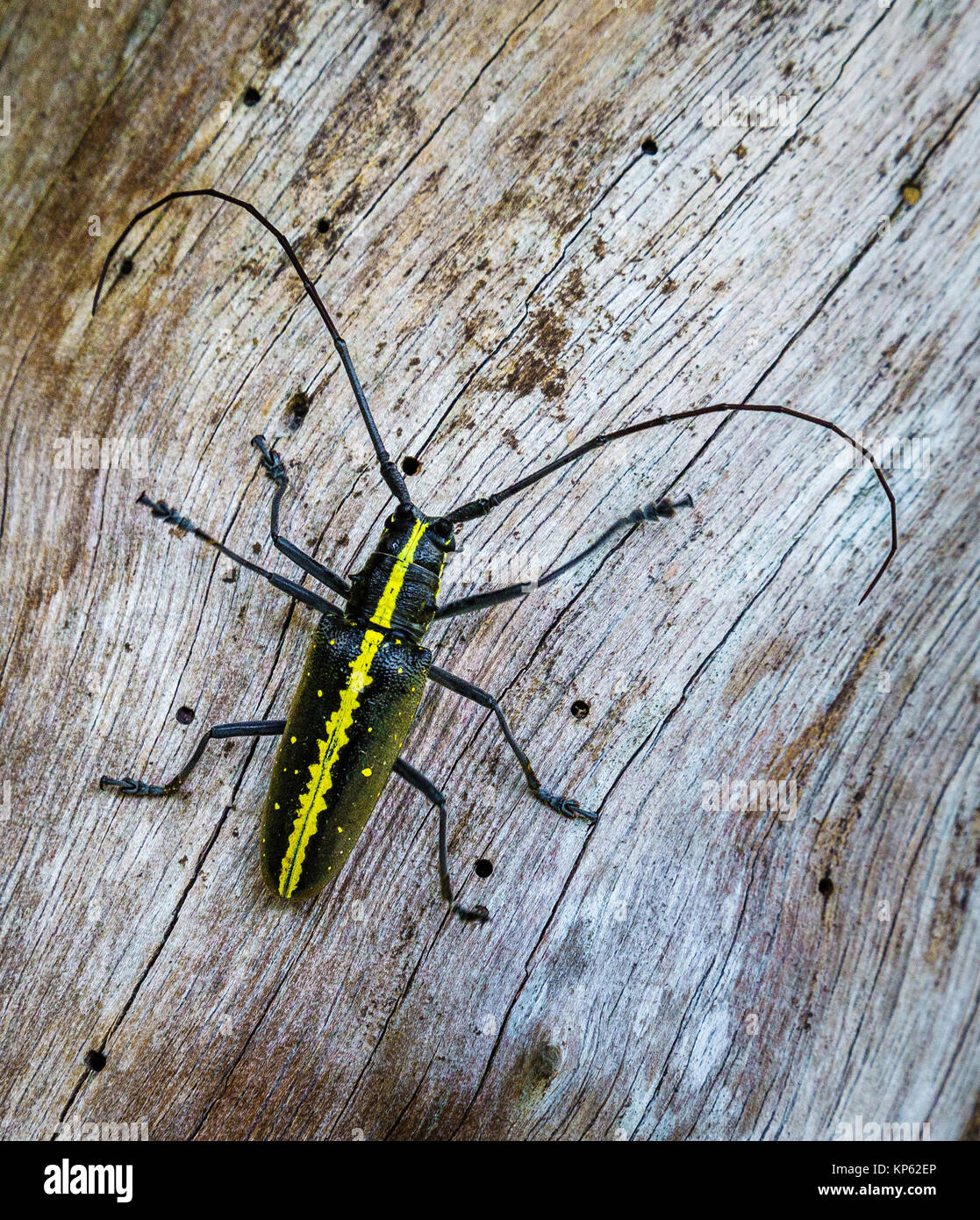 Longhorn beetle on a tree trunk in Corcovado National Park in Costa Rica's Osa peninsula Stock Photo