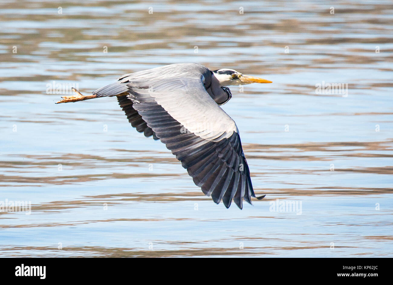 Grey heron flying at low level above the sea in South Wales UK Stock Photo