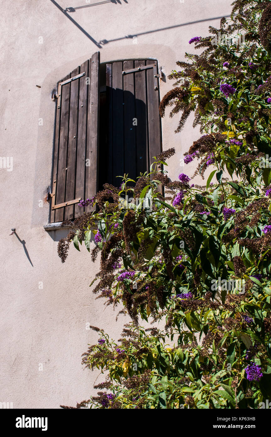 Corsica: vintage and architectural details, a wooden window with closed shutters and a bouganvillea climbing plant in Corte Stock Photo