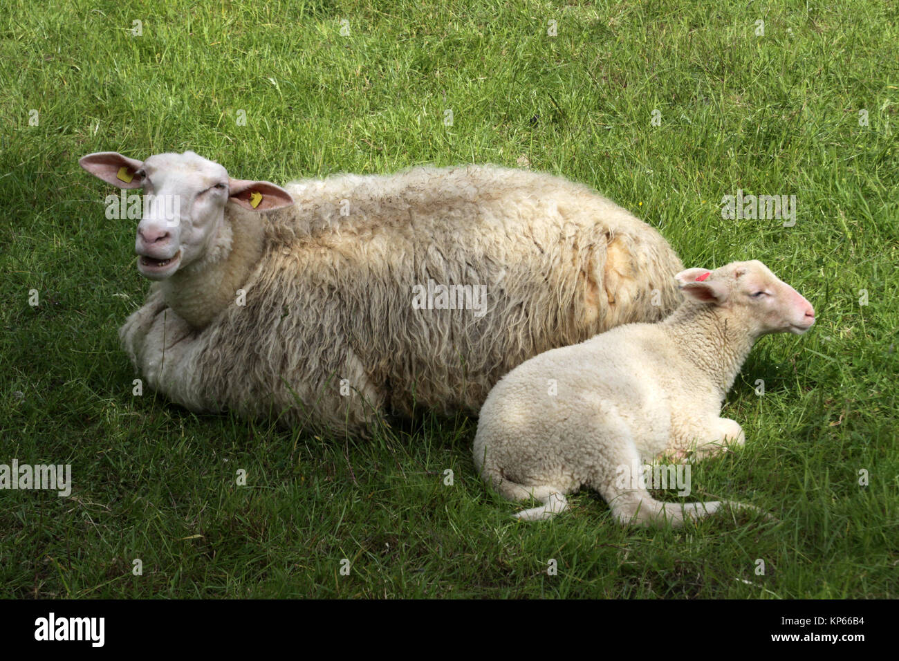 sheep and lamb Stock Photo