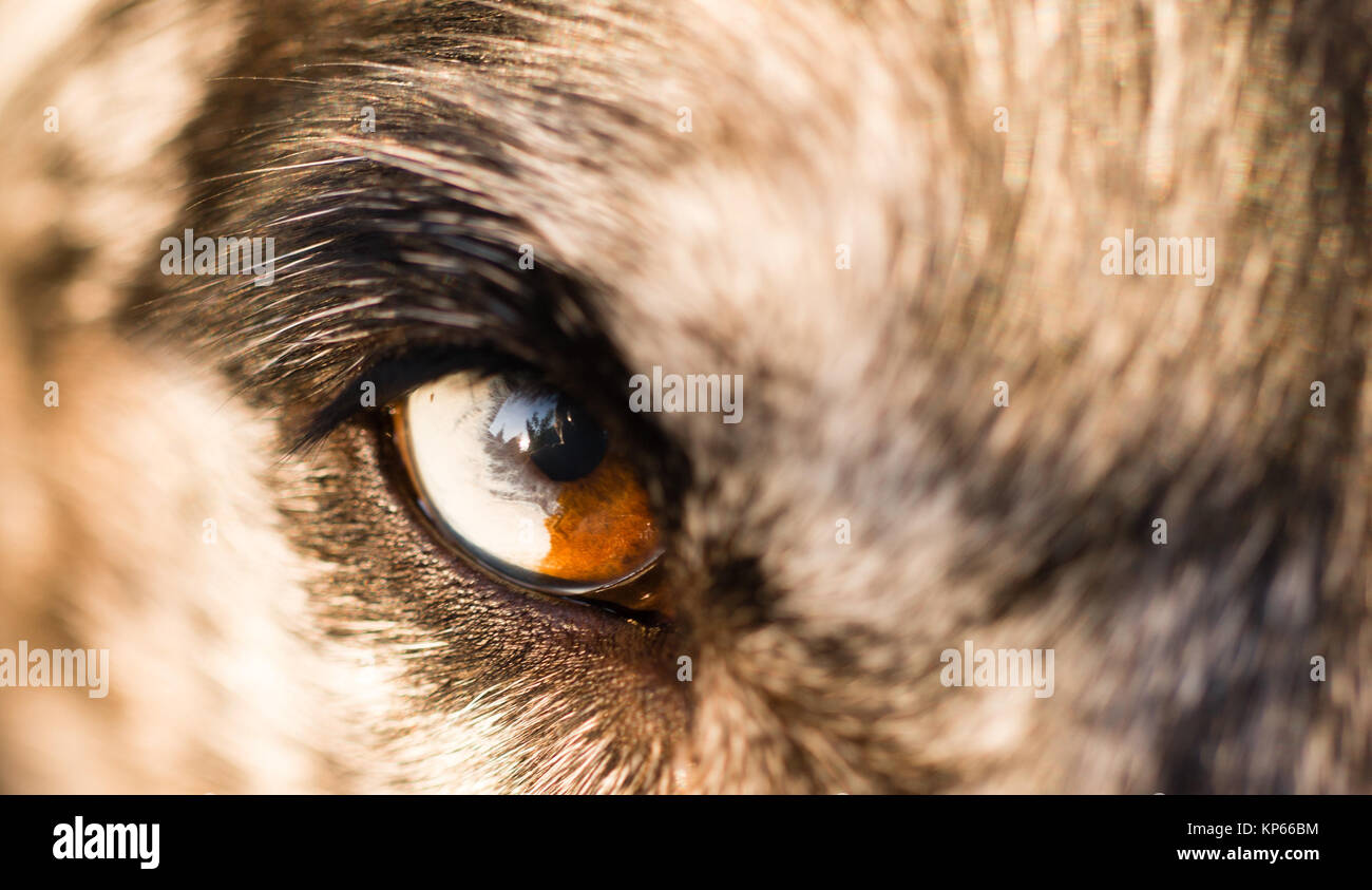 Intense Canine Dog Wolf Animal Eye Pupil Unique Color Stock Photo