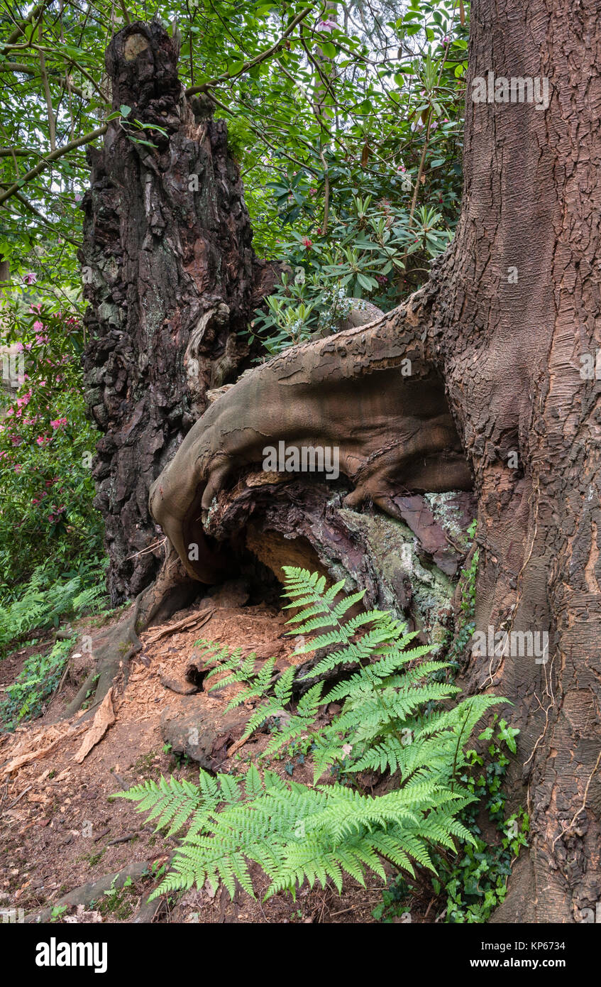 Tregrehan garden, Par, Cornwall, UK. The blackened stump of an old  Monterey Pine struck by lightning, with a Western Hemlock growing among its roots Stock Photo