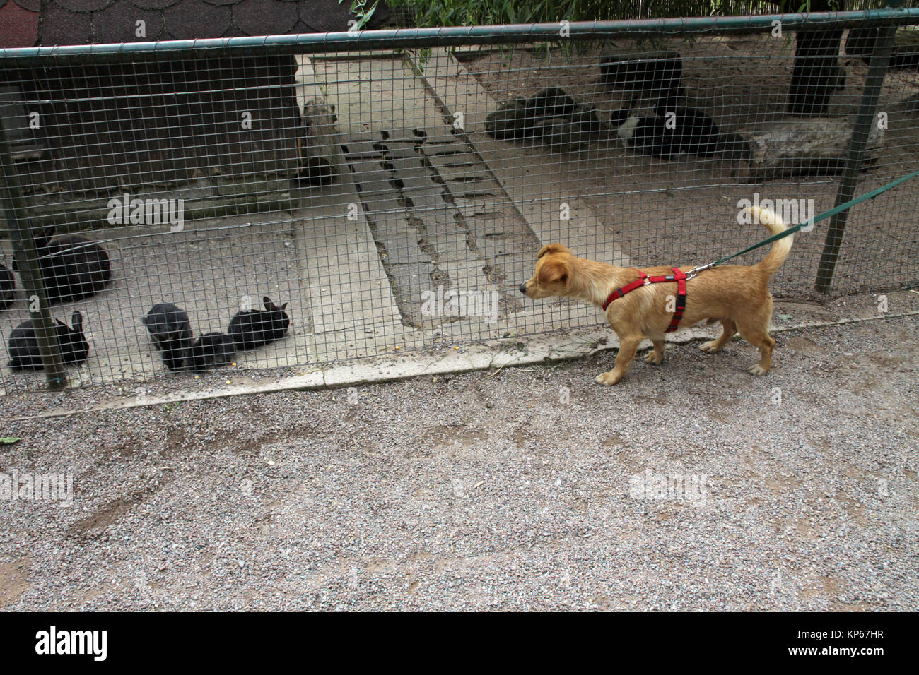 dog and rabbit Stock Photo - Alamy