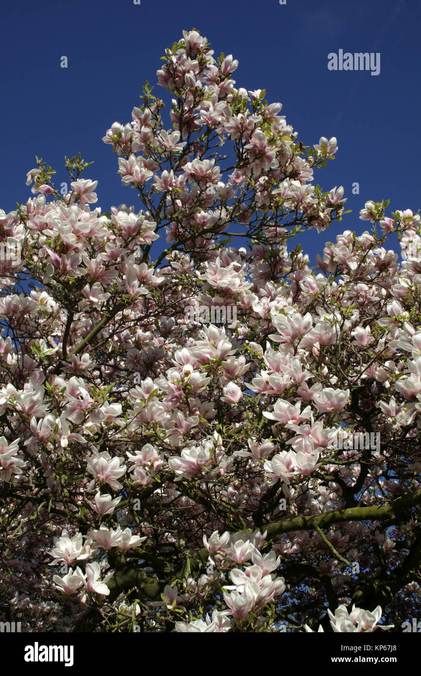 magnolia Stock Photo