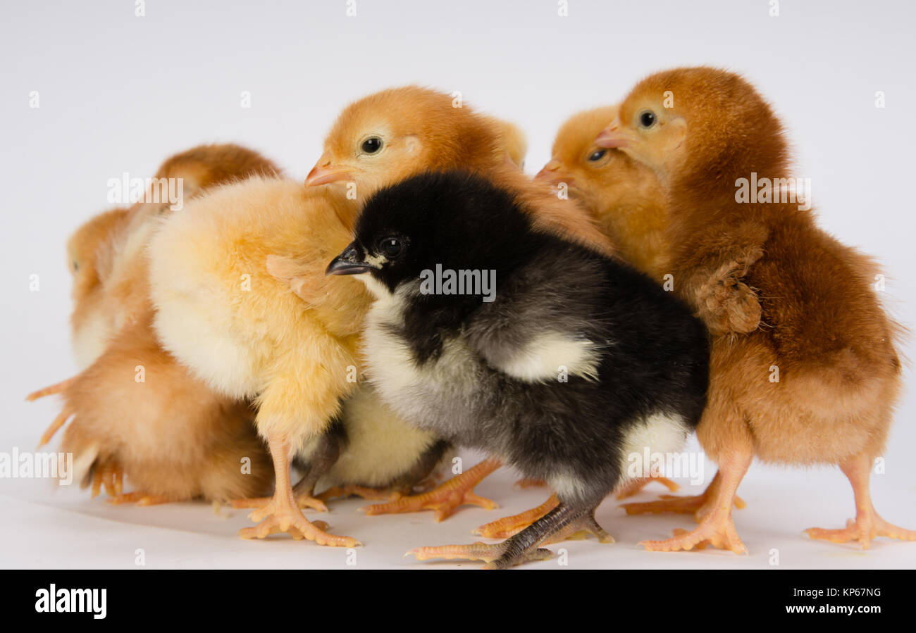 Baby Chick Newborn Farm Chickens Standing White Australorp Variety Stock Photo