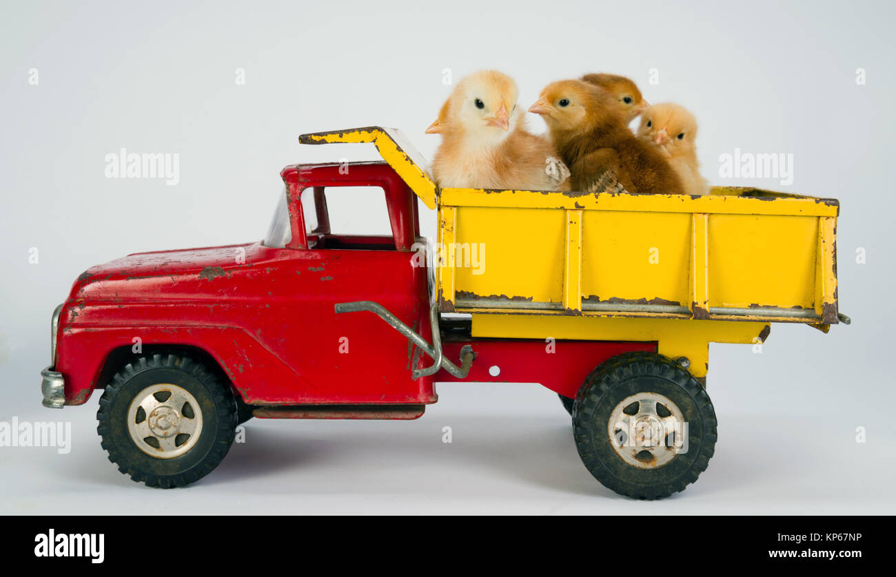 Baby Chicks Newborn Farm Chickens Ride Dump Truck Stock Photo