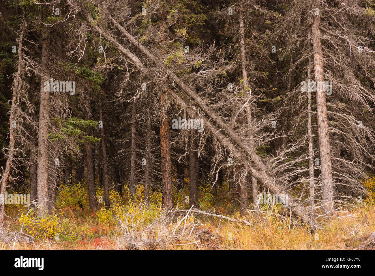 Dead Trees Fall Over Natural Forest Regenertation Stock Photo