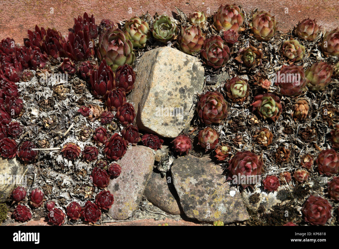 Steinrose hi-res stock photography and images - Alamy