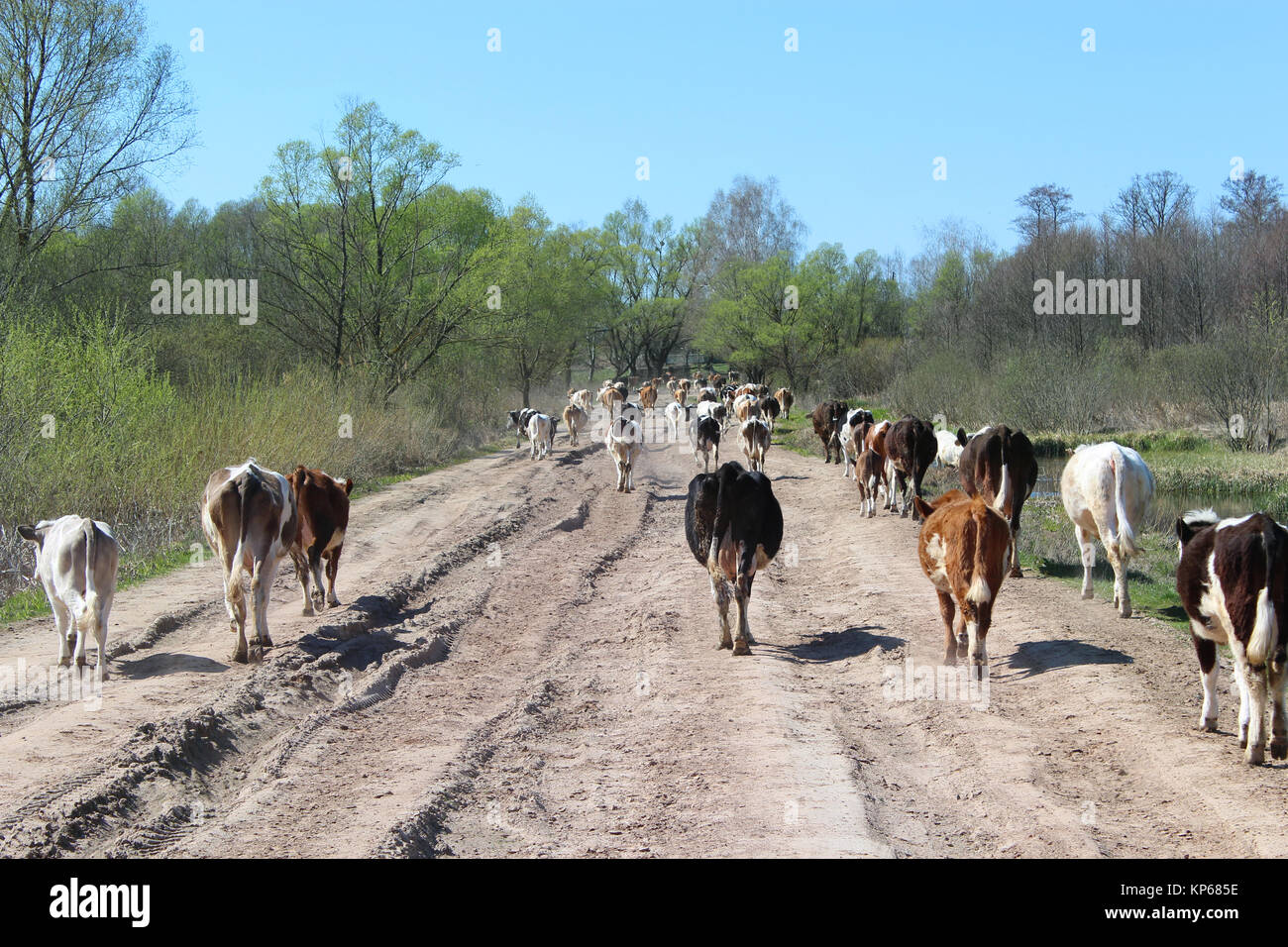 cows coming back from pasture Stock Photo - Alamy