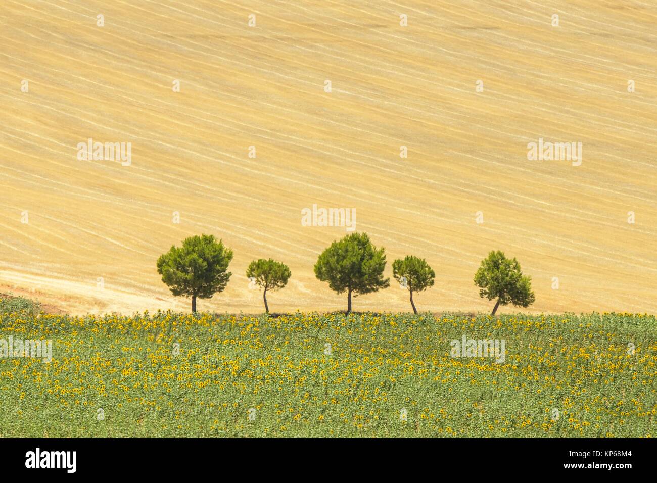 Cereal and sunflower fields. La Hinojosa. La Mancha. Cuenca province. Spain Stock Photo