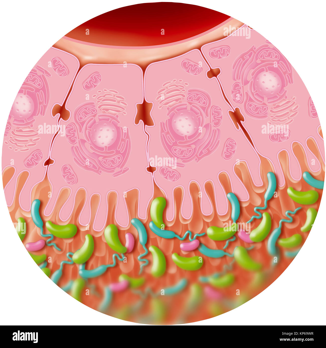 INTESTINAL BACTERIA, DRAWING Stock Photo