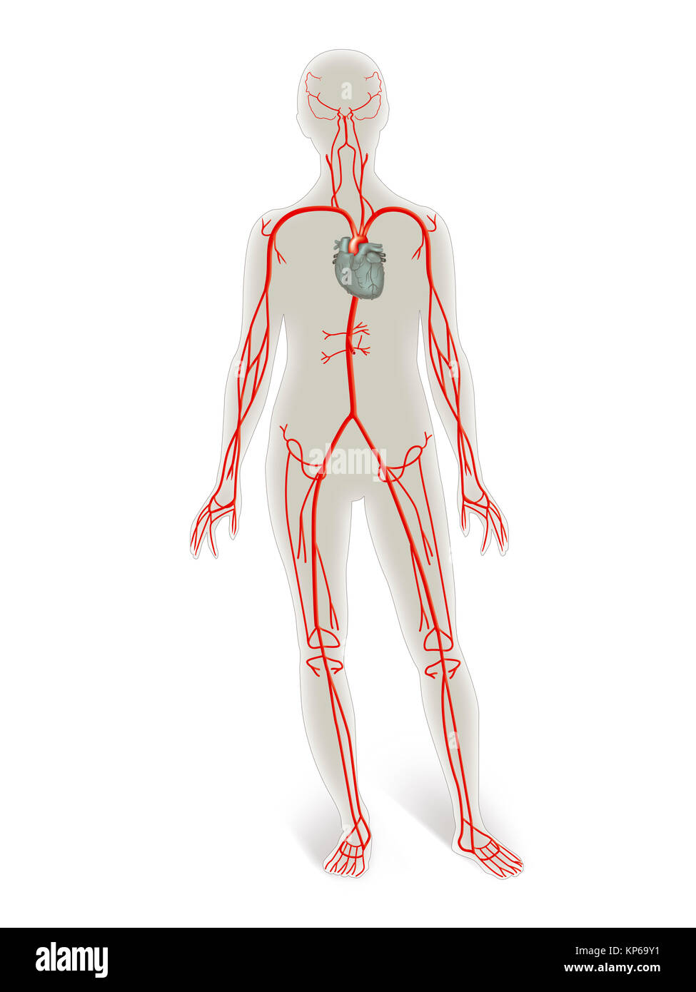 BLOOD CIRCULATION, ILLUSTRATION Stock Photo