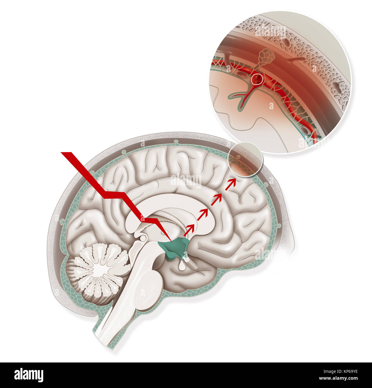Vasodilation hires stock photography and images Alamy